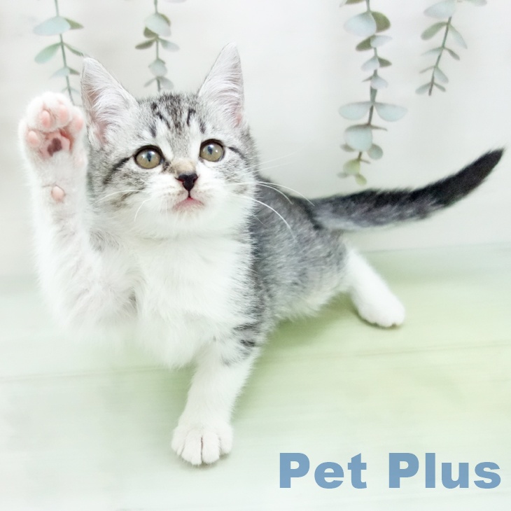 スコティッシュフォールド