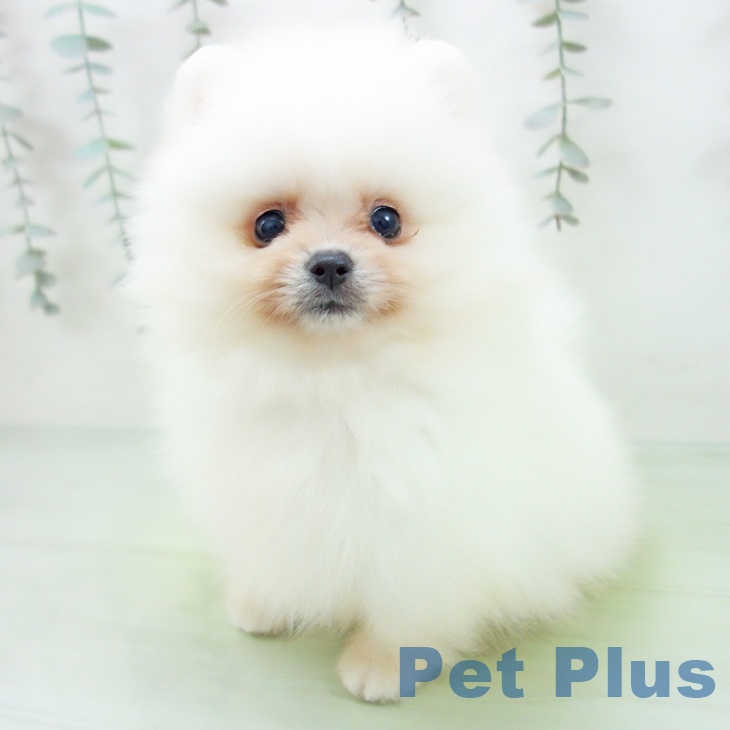 ポメラニアンの写真2