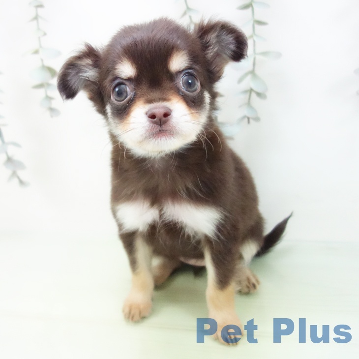 石川県のチワワ(ロング) (ペットプラス 新小松店/2025年9月1日生まれ/女の子/チョコレートクリーム)の子犬