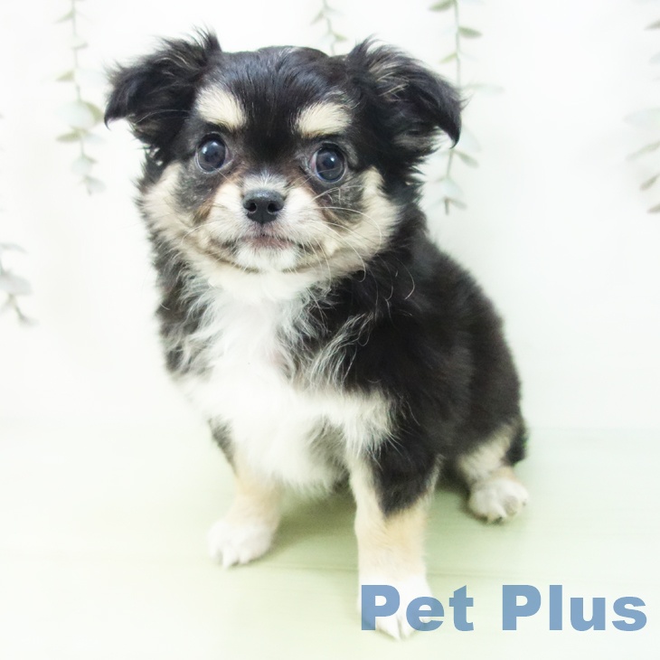 愛知県のチワワ(ロング) (ペットプラス 豊田店/2025年9月5日生まれ/女の子/ブラッククリームホワイト)の子犬の2枚目の画像