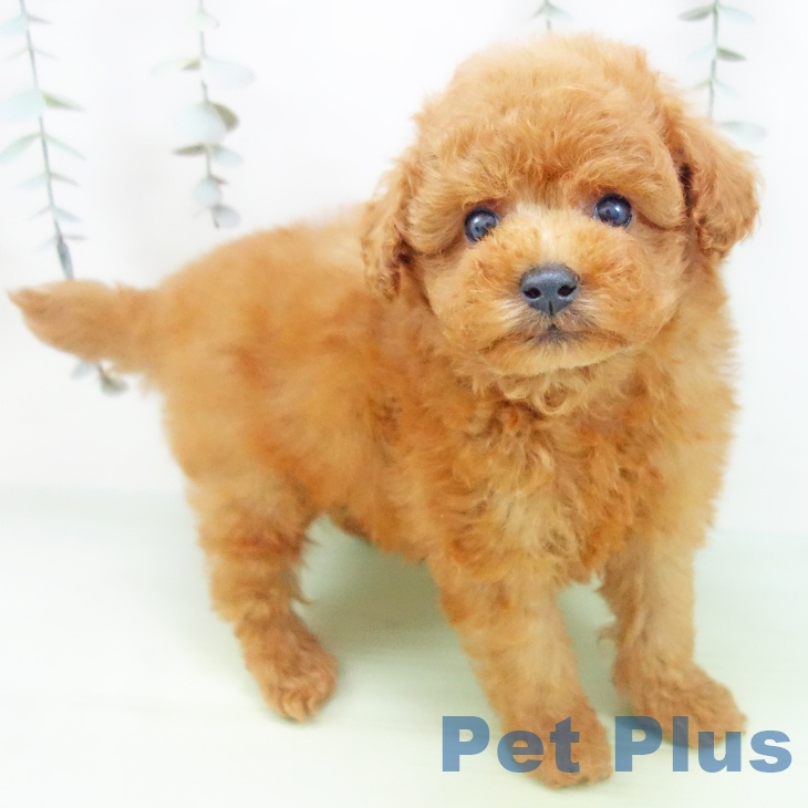 愛知県のトイプードル(トイ) (ペットプラス 豊田店/2025年9月5日生まれ/男の子/レッド)の子犬の1枚目の画像