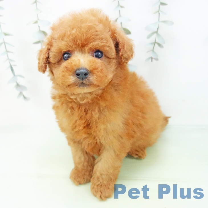 愛知県のトイプードル(トイ) (ペットプラス 豊田店/2025年9月5日生まれ/男の子/レッド)の子犬の2枚目の画像