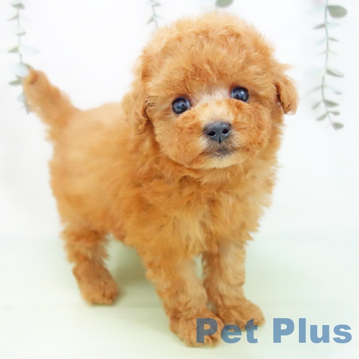 トイ・プードル