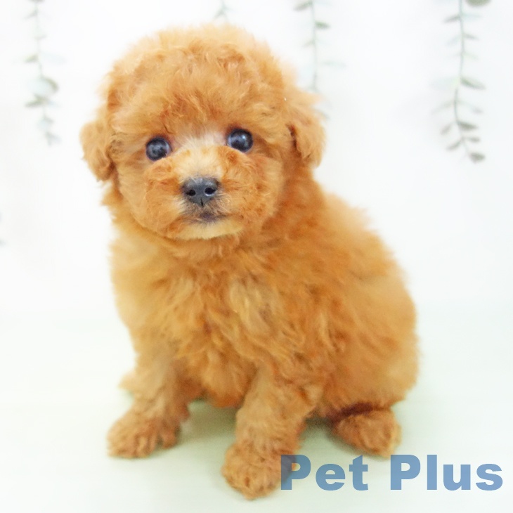 トイ・プードル