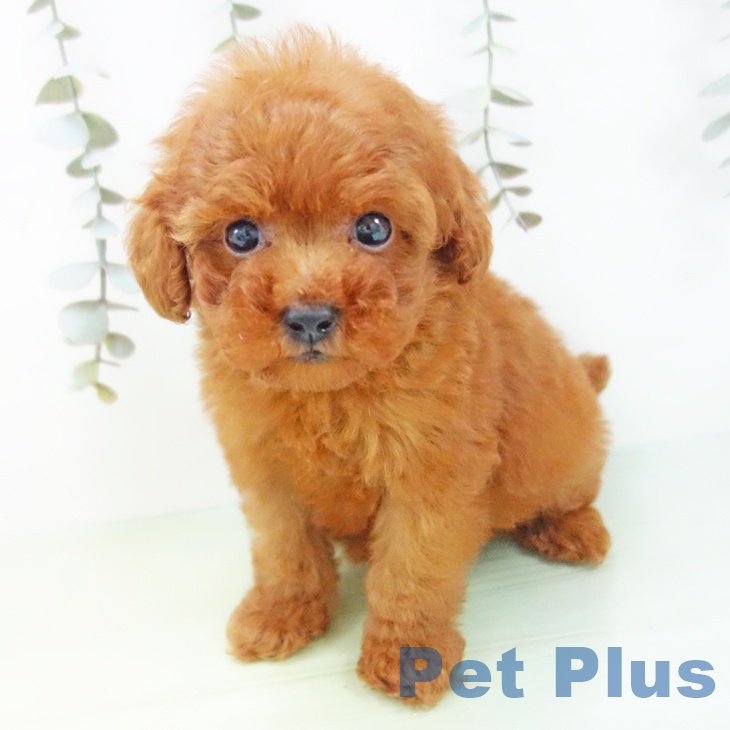 トイ・プードル