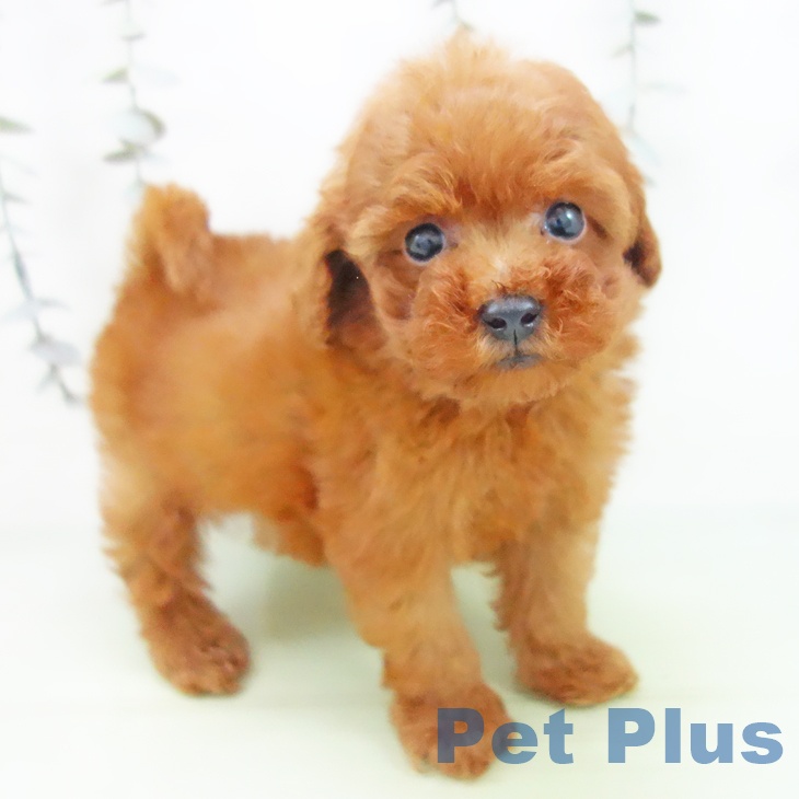 トイ・プードル