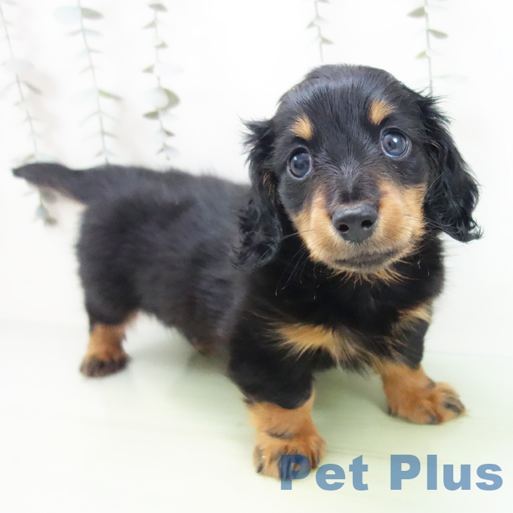 ミニチュア・ダックスフンド