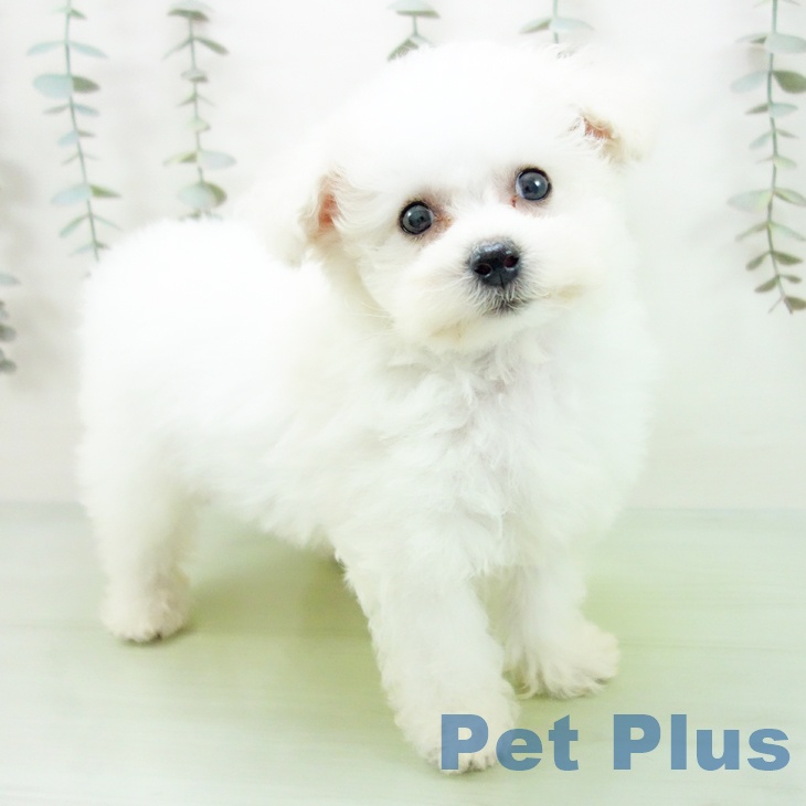 ビション・フリーゼ