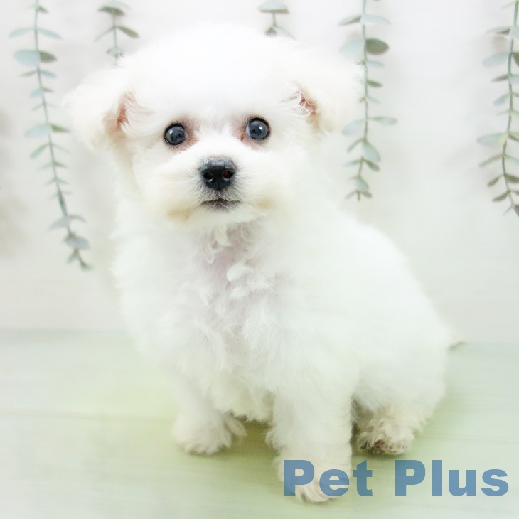 ビション・フリーゼの写真2