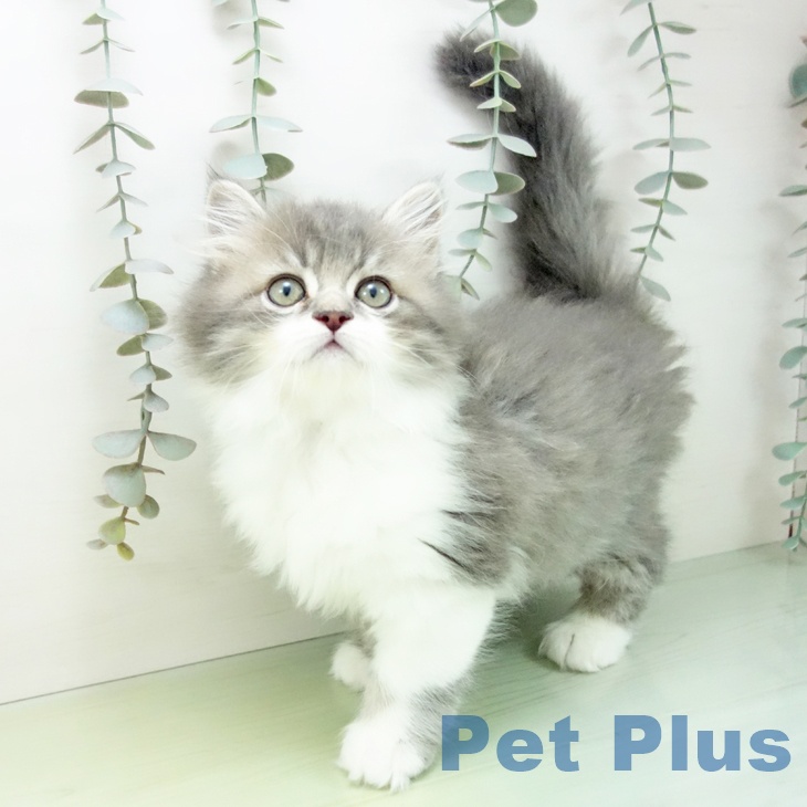 2025年9月5日生まれのサイベリアン