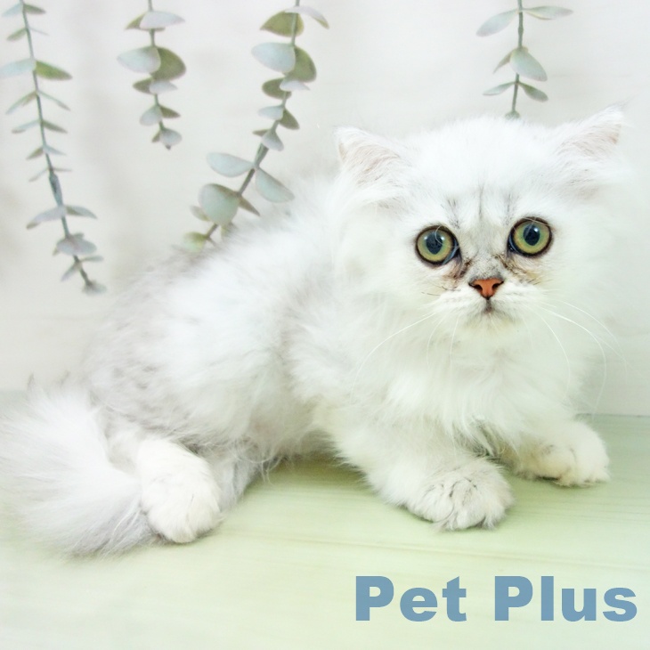 2025年8月19日生まれのペルシャ