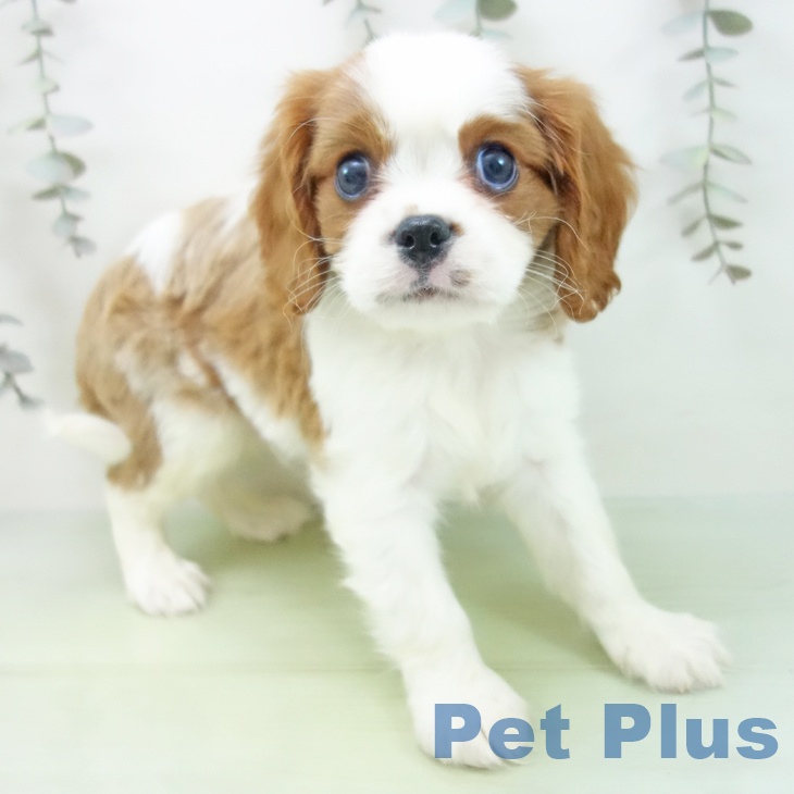 キャバリア・キングチャールズ・スパニエル