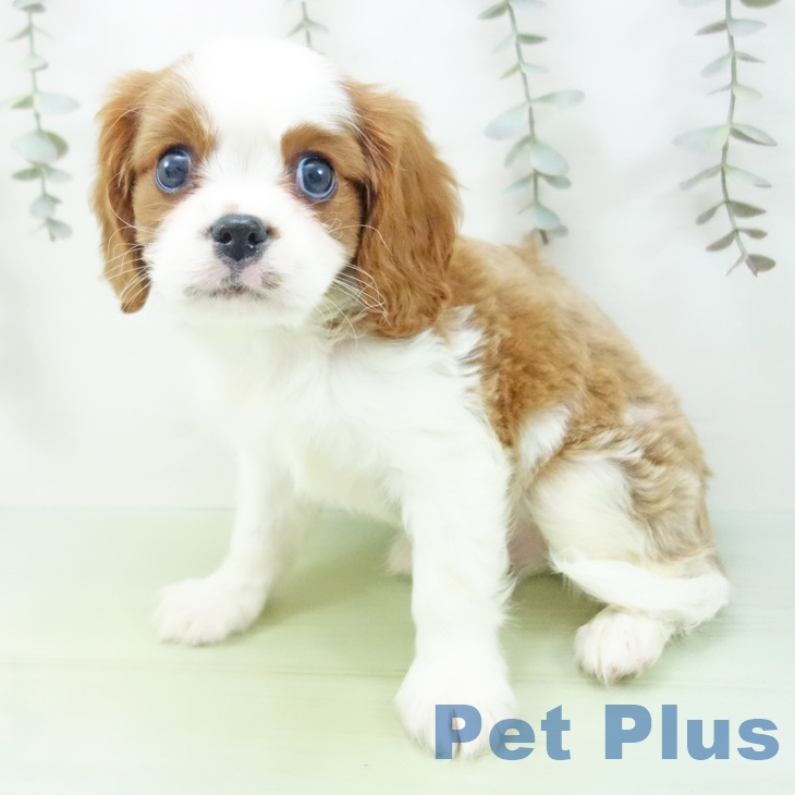 キャバリア・キングチャールズ・スパニエルの写真2