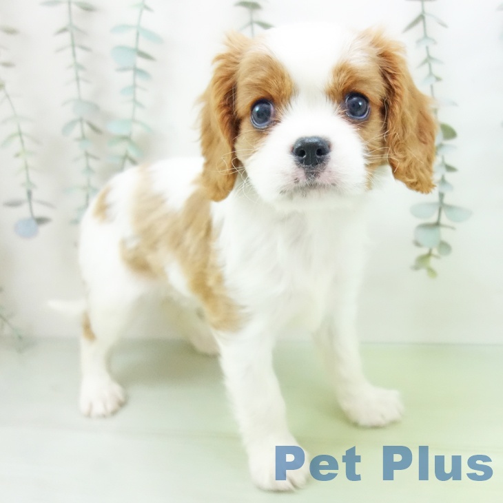 キャバリア・キングチャールズ・スパニエル