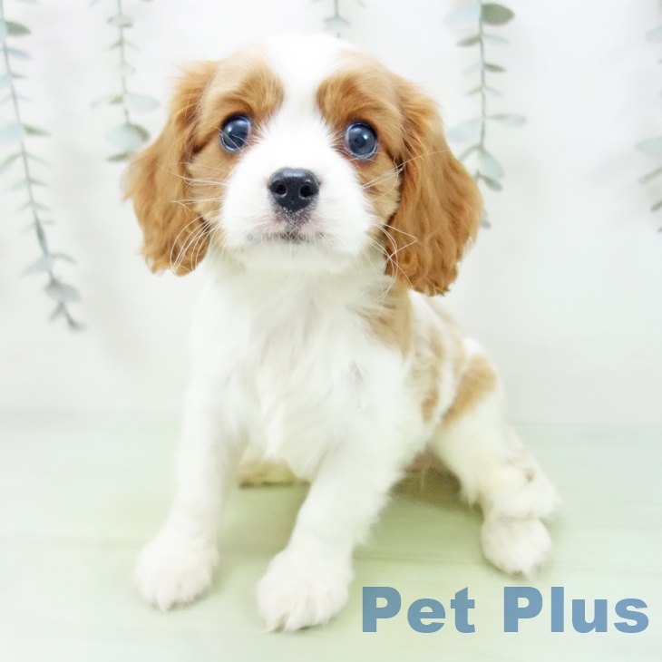 キャバリア・キングチャールズ・スパニエル