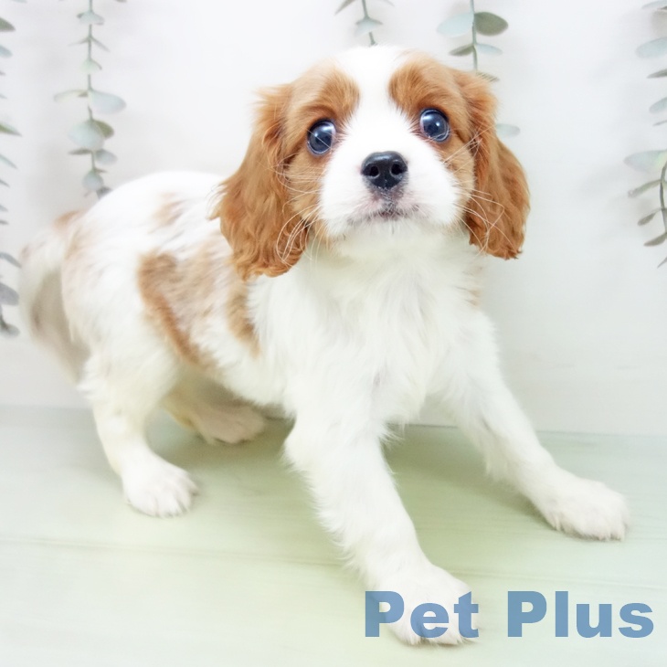 キャバリア・キングチャールズ・スパニエル