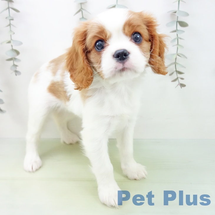 キャバリア・キングチャールズ・スパニエル