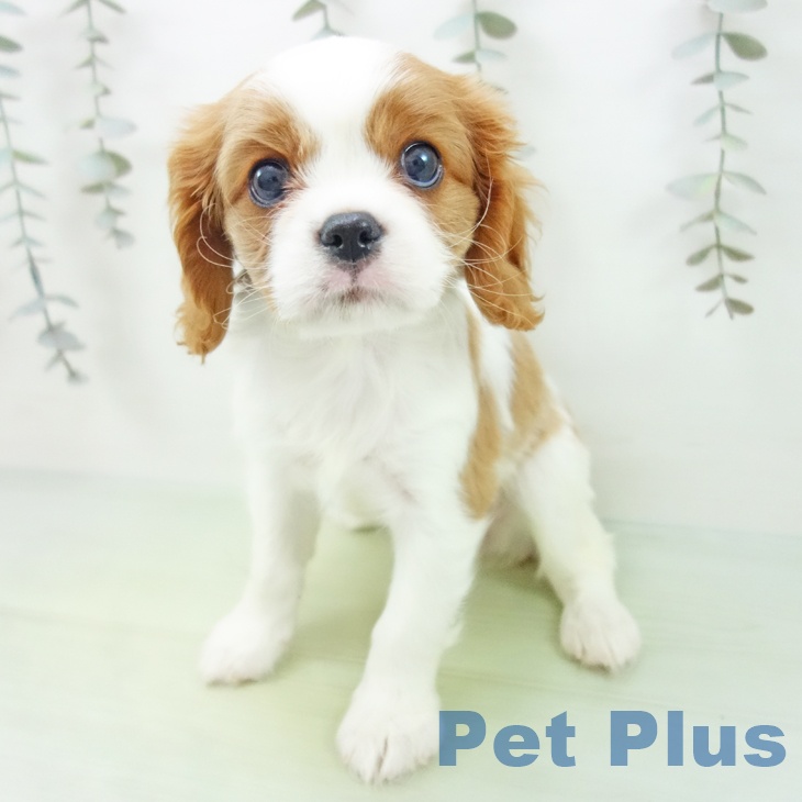 キャバリア・キングチャールズ・スパニエル