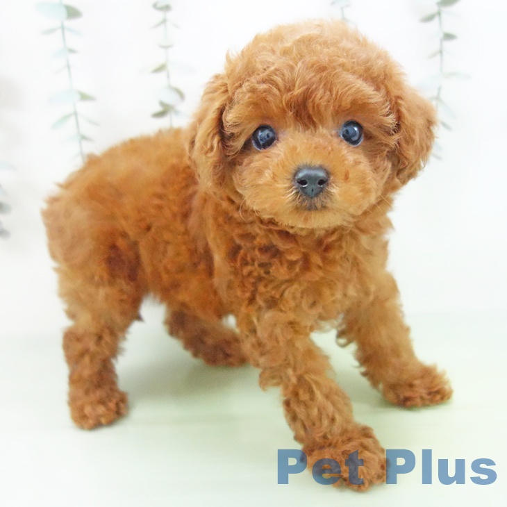 岐阜県のトイプードル(トイ) (ペットプラス 各務原店/2025年9月6日生まれ/女の子/レッド)の子犬の1枚目の画像