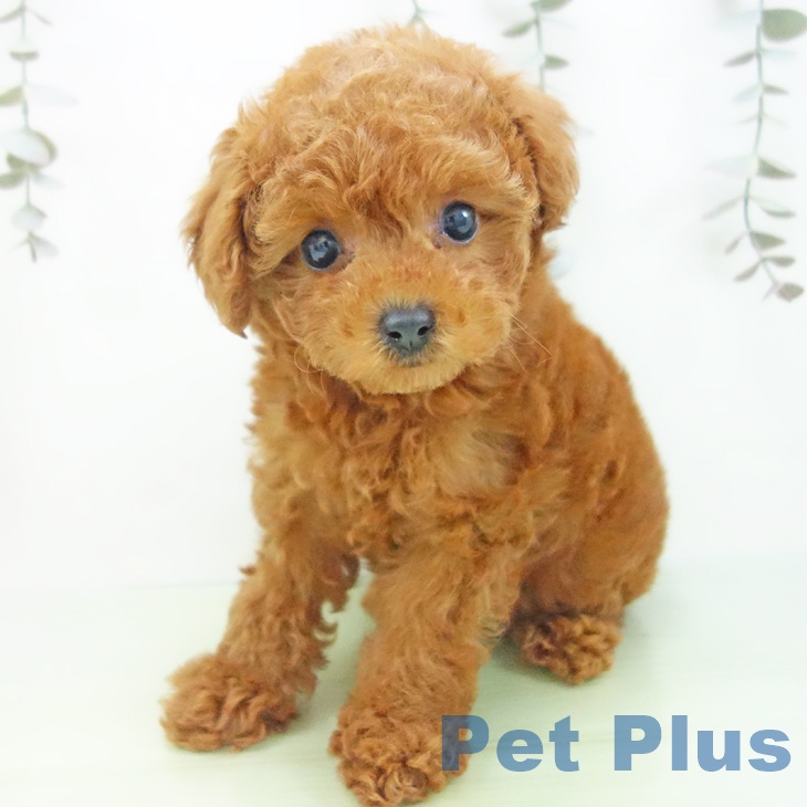 岐阜県のトイプードル(トイ) (ペットプラス 各務原店/2025年9月6日生まれ/女の子/レッド)の子犬の2枚目の画像