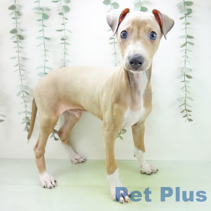 三重県のイタリアングレーハウンド (ペットプラス 鈴鹿店/2025年9月7日生まれ/男の子/フォーンホワイトマーキングス)の子犬