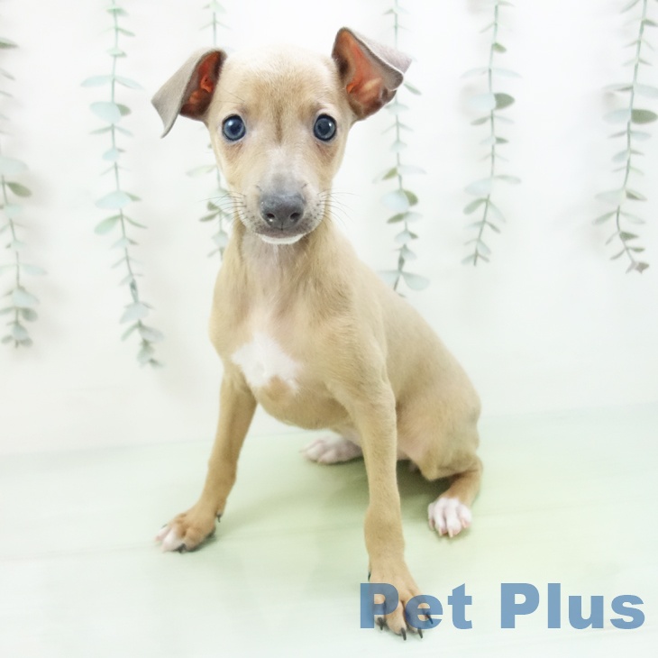 イタリアン・グレーハウンド