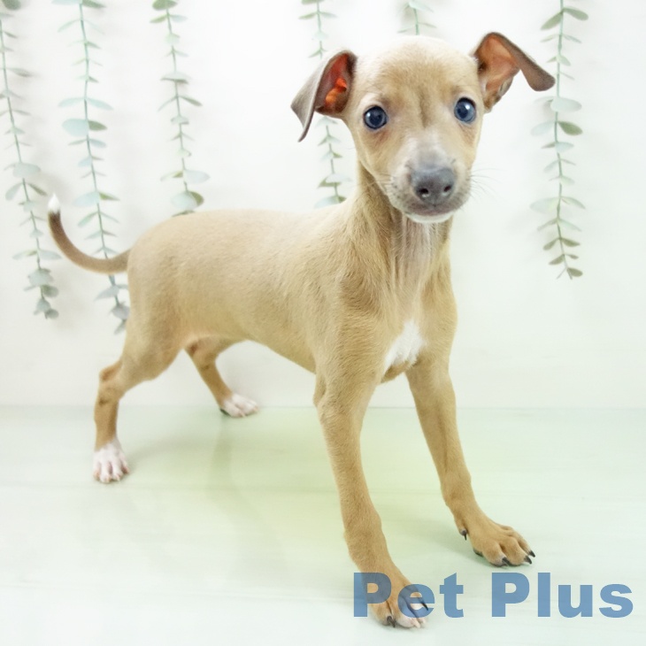 イタリアン・グレーハウンド