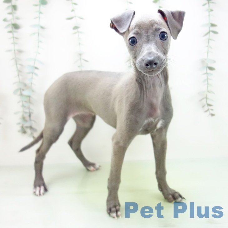 富山県のイタリアングレーハウンド (ペットプラス 高岡店/2025年8月31日生まれ/女の子/ブルーフォーンホワイトマーキングス)の子犬の1枚目の画像