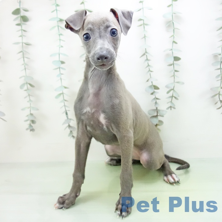 富山県のイタリアングレーハウンド (ペットプラス 高岡店/2025年8月31日生まれ/女の子/ブルーフォーンホワイトマーキングス)の子犬の2枚目の画像
