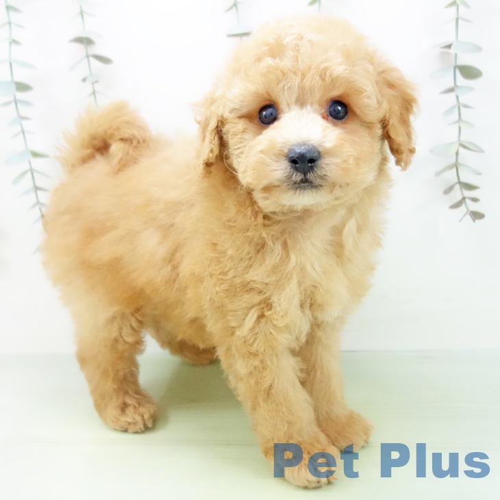 三重県のトイプードル(トイ) (ペットプラス 津南店/2025年9月7日生まれ/男の子/アプリコット)の子犬