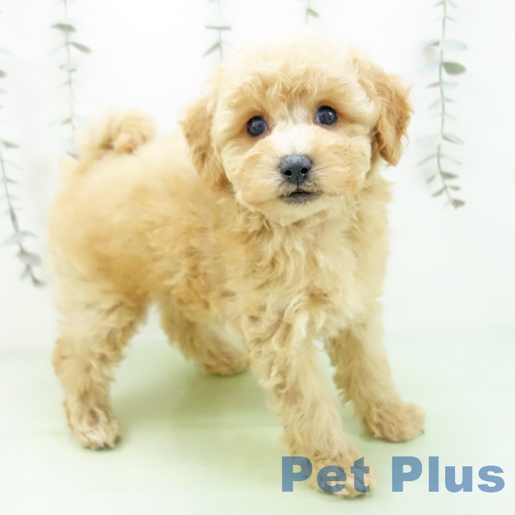 愛知県のトイプードル(トイ) (ペットプラス 豊田店/2025年9月7日生まれ/女の子/アプリコット)の子犬の1枚目の画像