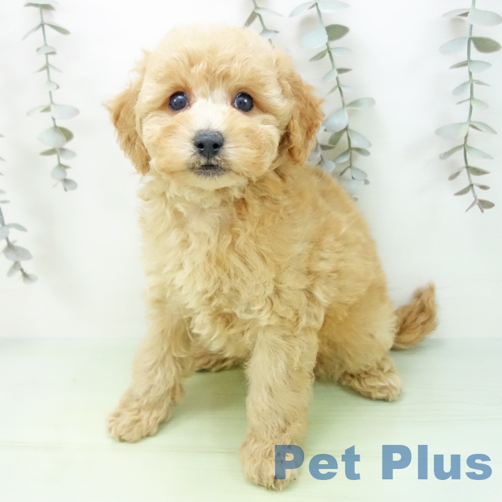 愛知県のトイプードル(トイ) (ペットプラス 豊田店/2025年9月7日生まれ/女の子/アプリコット)の子犬の2枚目の画像