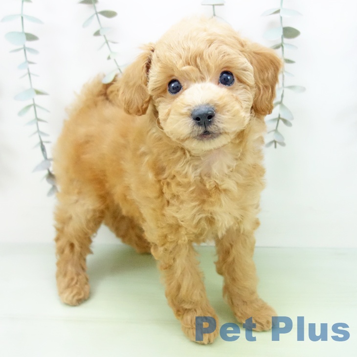 三重県のトイプードル(トイ) (ペットプラス 津南店/2025年9月7日生まれ/女の子/アプリコット)の子犬