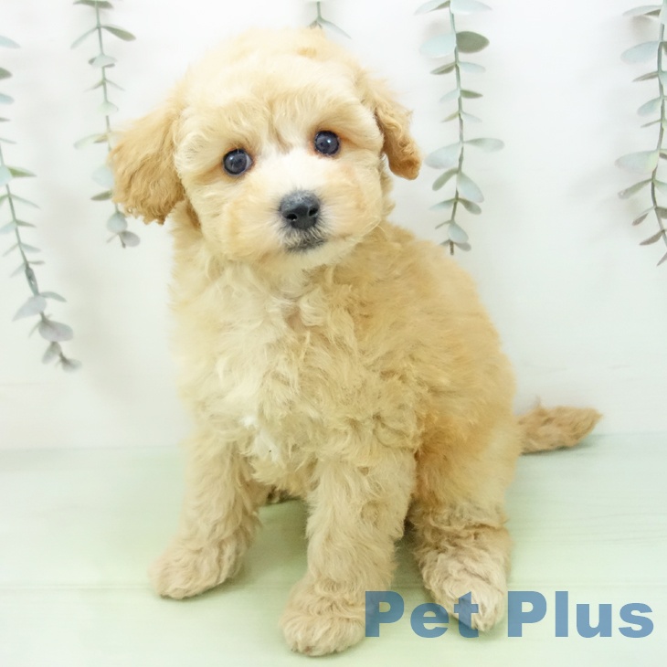 愛知県のトイプードル(トイ) (ペットプラス イオンモール豊川店/2025年9月7日生まれ/女の子/アプリコット)の子犬の1枚目の画像