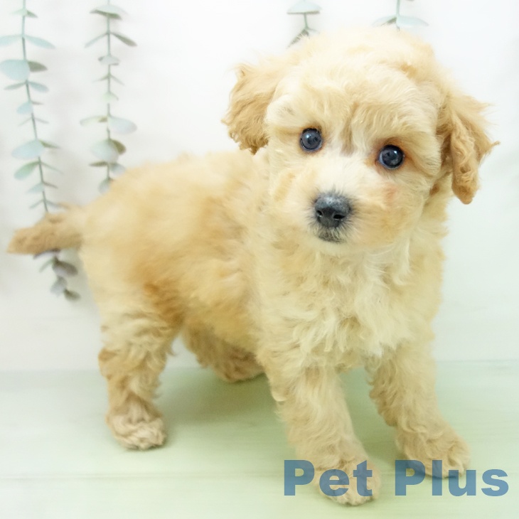 愛知県のトイプードル(トイ) (ペットプラス イオンモール豊川店/2025年9月7日生まれ/女の子/アプリコット)の子犬の2枚目の画像