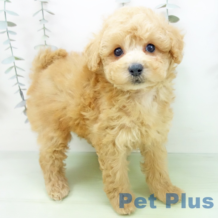 石川県のトイプードル(トイ) (ペットプラス 白山店/2025年9月7日生まれ/女の子/アプリコット)の子犬の1枚目の画像