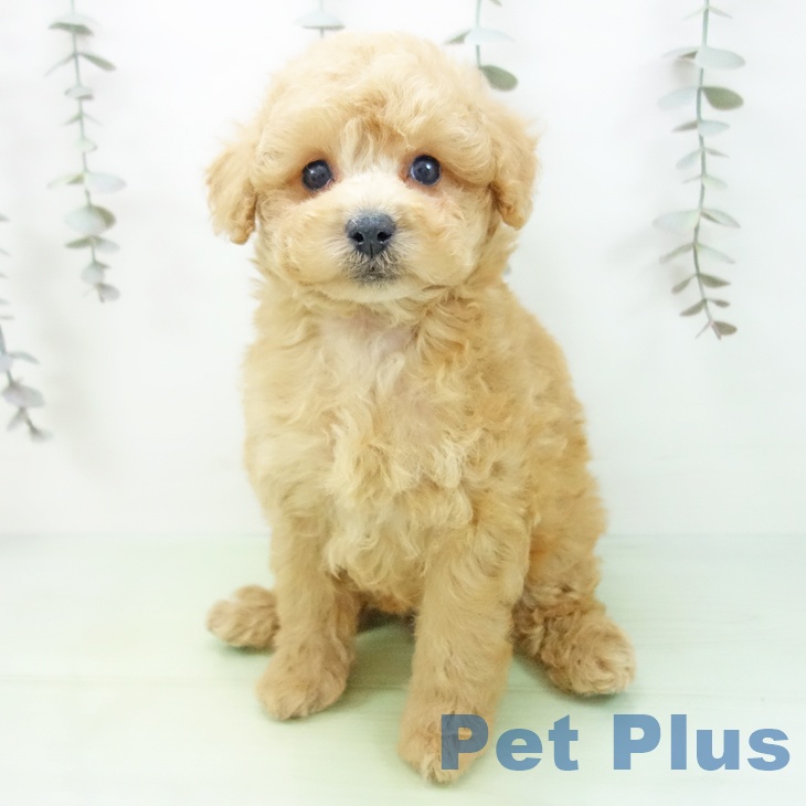 石川県のトイプードル(トイ) (ペットプラス 白山店/2025年9月7日生まれ/女の子/アプリコット)の子犬の2枚目の画像