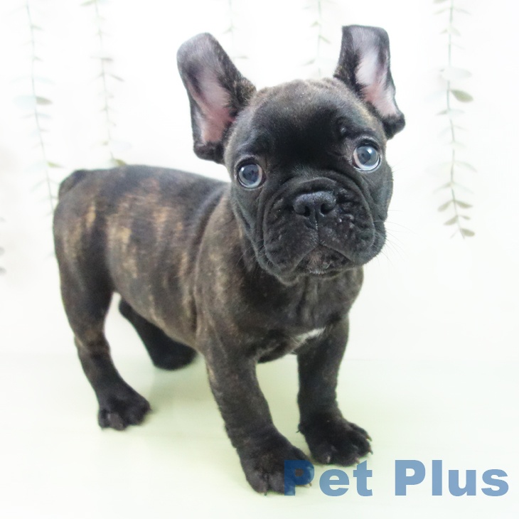 愛知県のフレンチブルドッグ (ペットプラス ナゴヤドーム前店/2025年9月7日生まれ/男の子/ブリンドル)の子犬の1枚目の画像