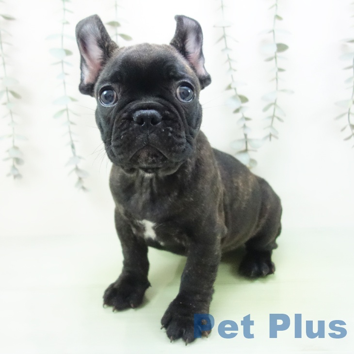 愛知県のフレンチブルドッグ (ペットプラス ナゴヤドーム前店/2025年9月7日生まれ/男の子/ブリンドル)の子犬の2枚目の画像