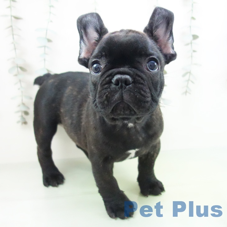 石川県のフレンチブルドッグ (ペットプラス 白山店/2025年9月7日生まれ/男の子/ブリンドル)の子犬の1枚目の画像