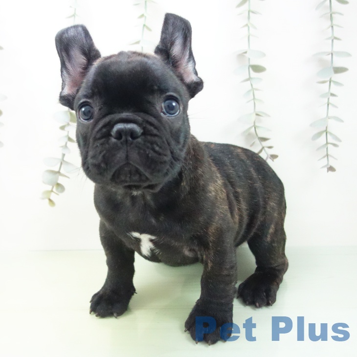 石川県のフレンチブルドッグ (ペットプラス 白山店/2025年9月7日生まれ/男の子/ブリンドル)の子犬の2枚目の画像