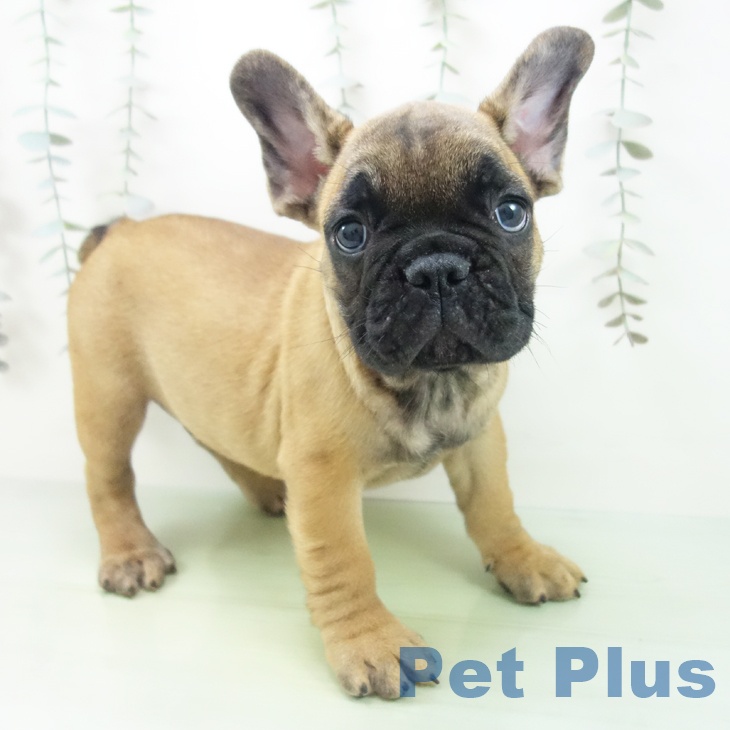 愛知県のフレンチブルドッグ (ペットプラス mozoワンダーシティ店/2025年9月7日生まれ/男の子/フォーン)の子犬の1枚目の画像