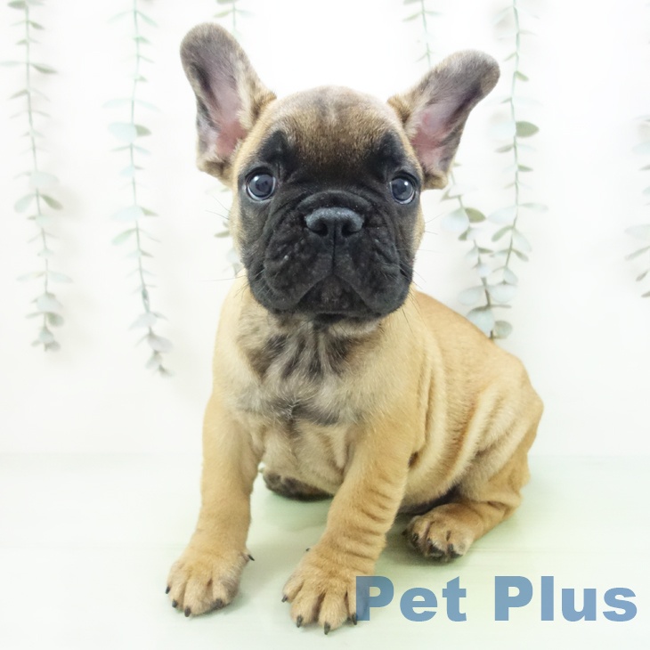 愛知県のフレンチブルドッグ (ペットプラス mozoワンダーシティ店/2025年9月7日生まれ/男の子/フォーン)の子犬の2枚目の画像