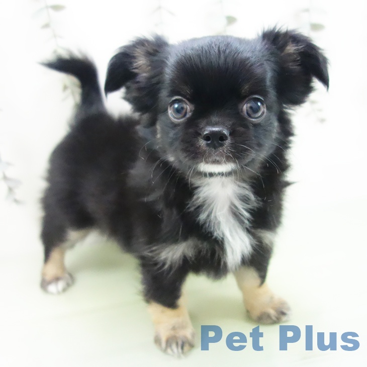 石川県のチワワ(ロング) (ペットプラス かほく店/2025年9月7日生まれ/男の子/ブラックタン)の子犬の1枚目の画像