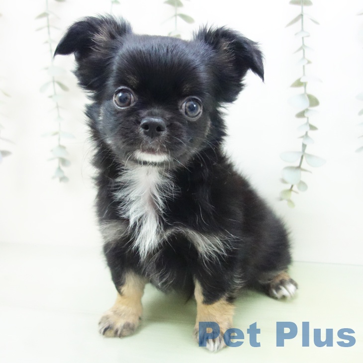 石川県のチワワ(ロング) (ペットプラス かほく店/2025年9月7日生まれ/男の子/ブラックタン)の子犬の2枚目の画像