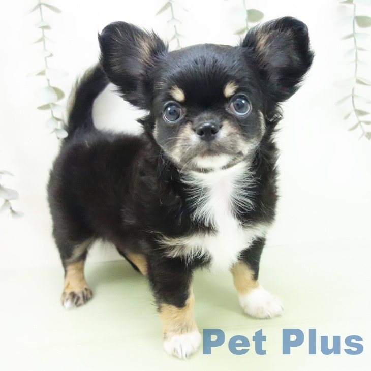 愛知県のチワワ(ロング) (ペットプラス イオンモール豊川店/2025年9月7日生まれ/男の子/ブラックタンホワイト)の子犬の1枚目の画像