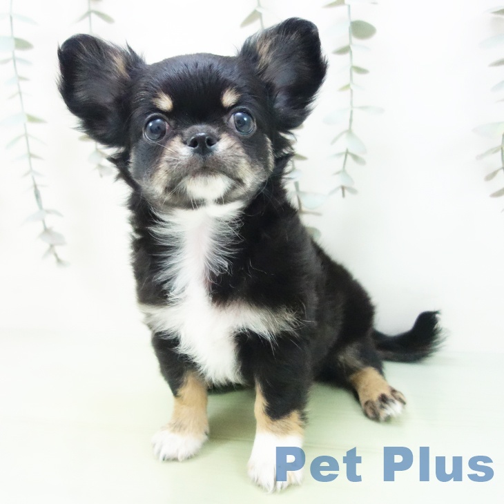 愛知県のチワワ(ロング) (ペットプラス イオンモール豊川店/2025年9月7日生まれ/男の子/ブラックタンホワイト)の子犬の2枚目の画像