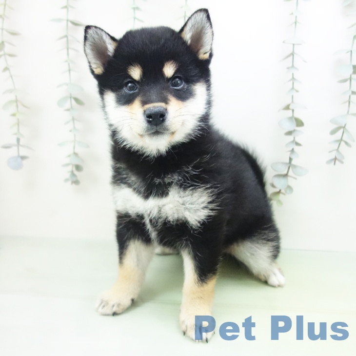 岐阜県の柴犬(標準サイズ) (ペットプラス 各務原店/2025年9月8日生まれ/女の子/黒)の子犬の1枚目の画像