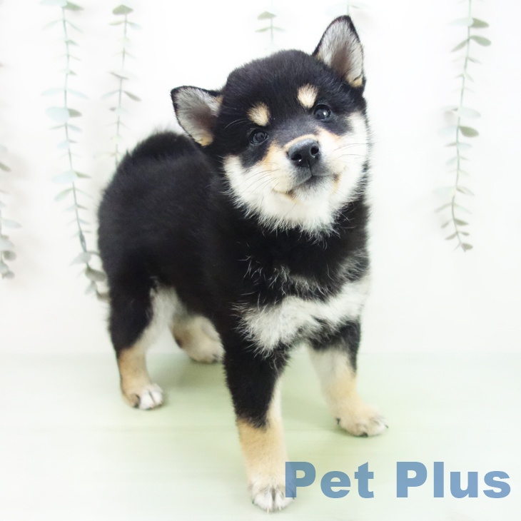 岐阜県の柴犬(標準サイズ) (ペットプラス 各務原店/2025年9月8日生まれ/女の子/黒)の子犬の2枚目の画像