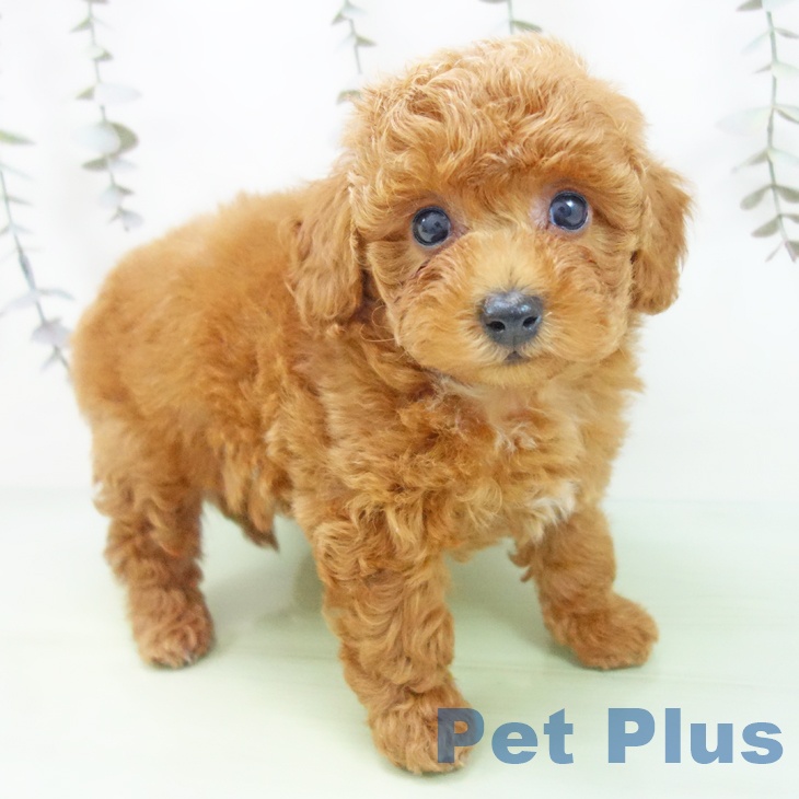 トイ・プードル